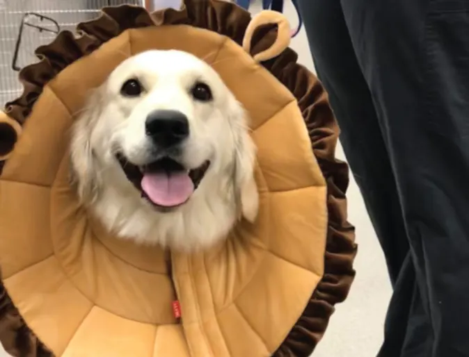 Dog in cone 